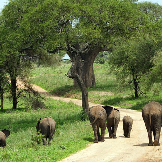 Elephants-in-Tarangire